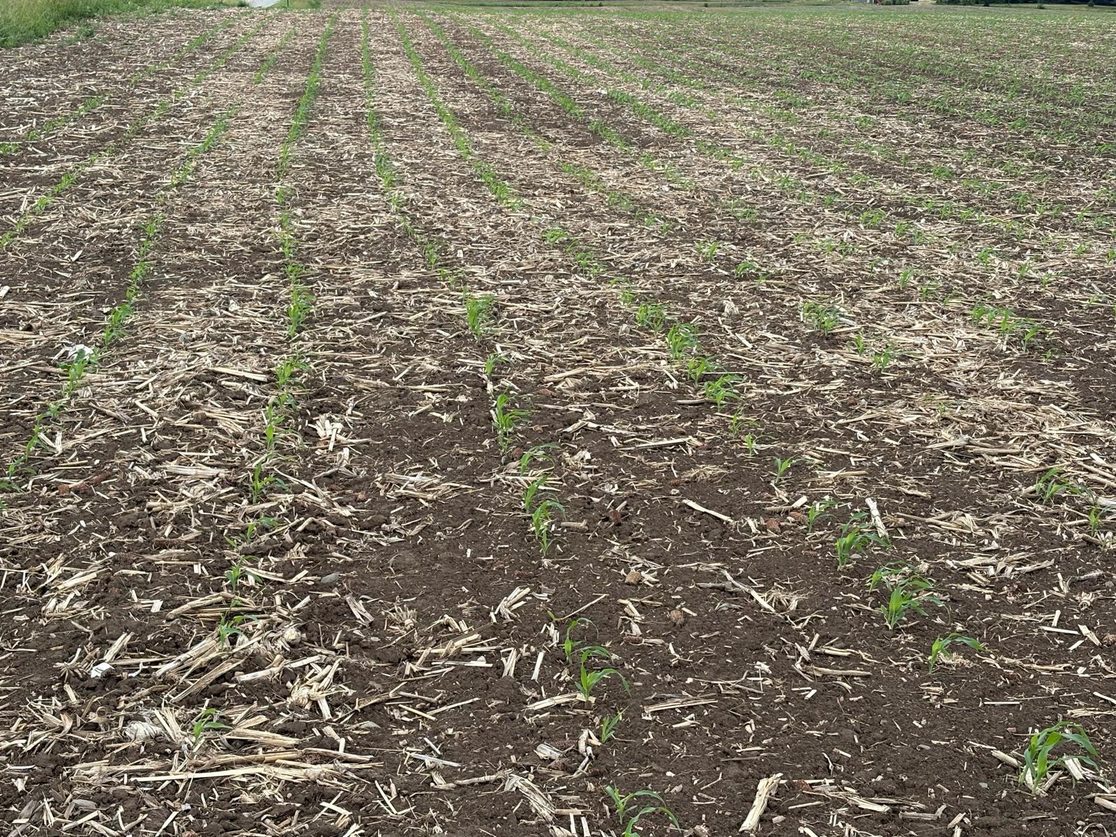 Planting Season Begins