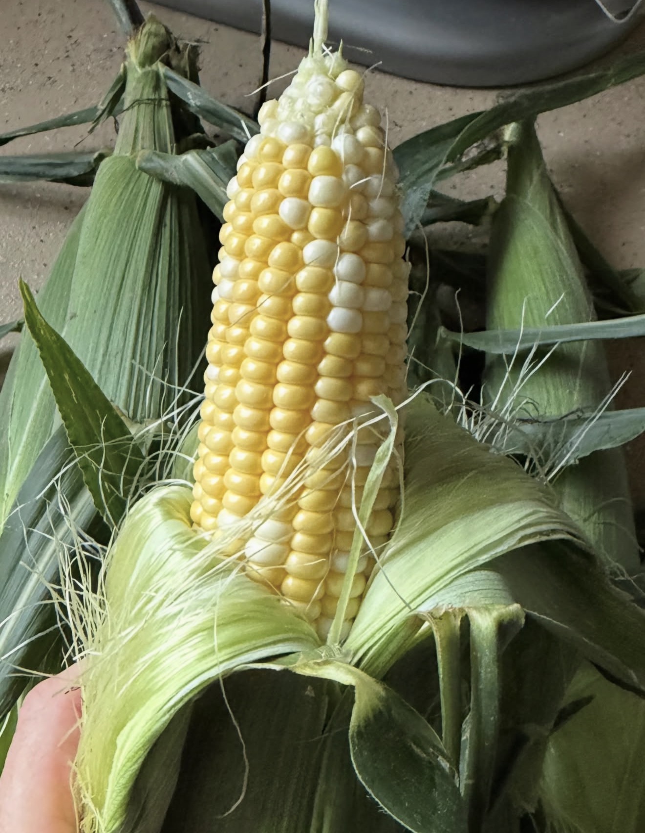Yellow, White & Sweet: What Makes Dawson Sweet Corn Different